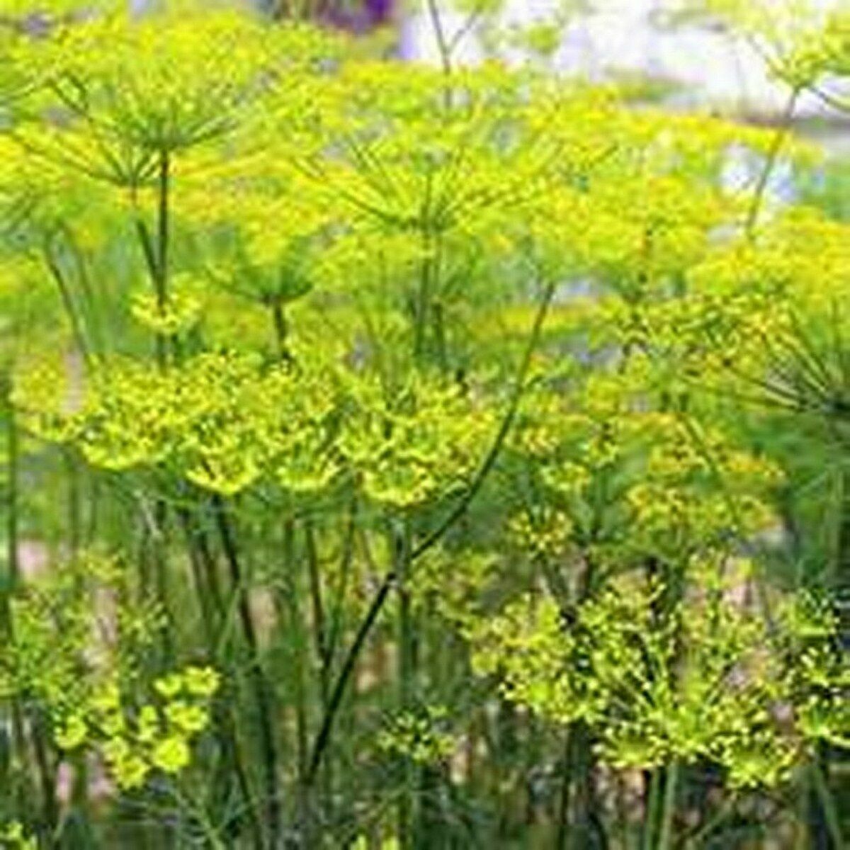 300 FENNEL SEEDS FRESH HARVEST FOR GARDENS