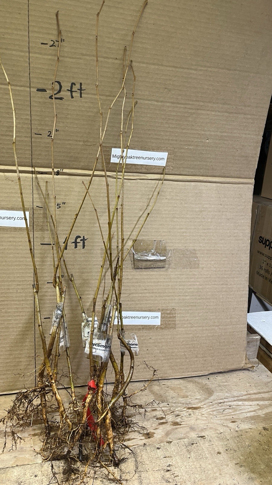 2-3 ft tall American Sycamore Tree – Platanus occidentalis 2 year old tree