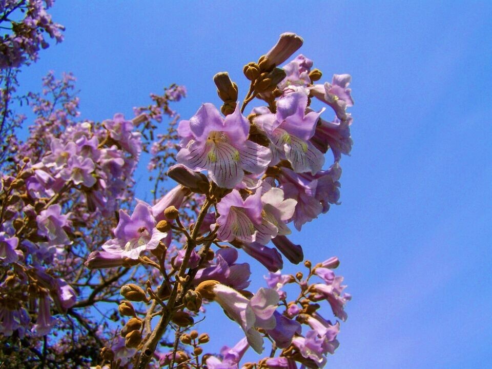 Empress Tree -40 Heirloom Seeds Tropical Plant Collectors Choice-Paulownia