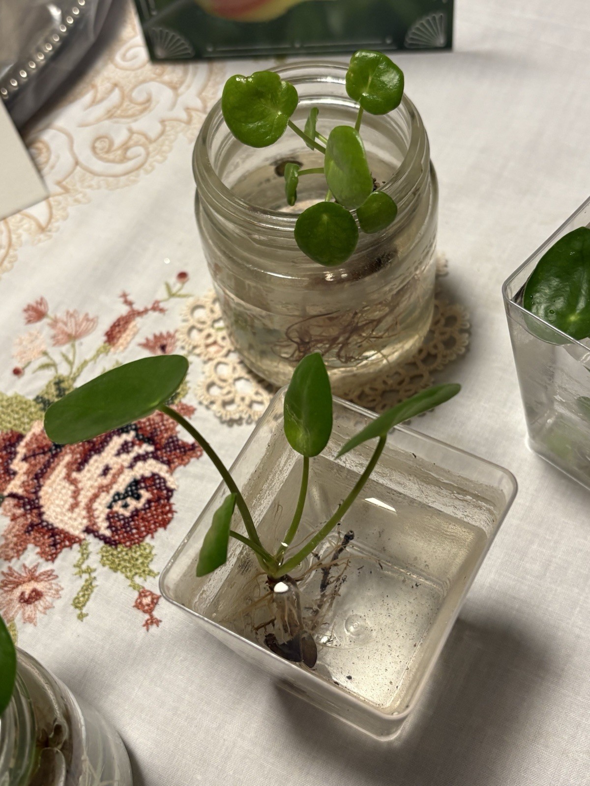 🪴Feng Shui Good Karma Chinese Money Starter Plant Promotes Prosperity,Peace