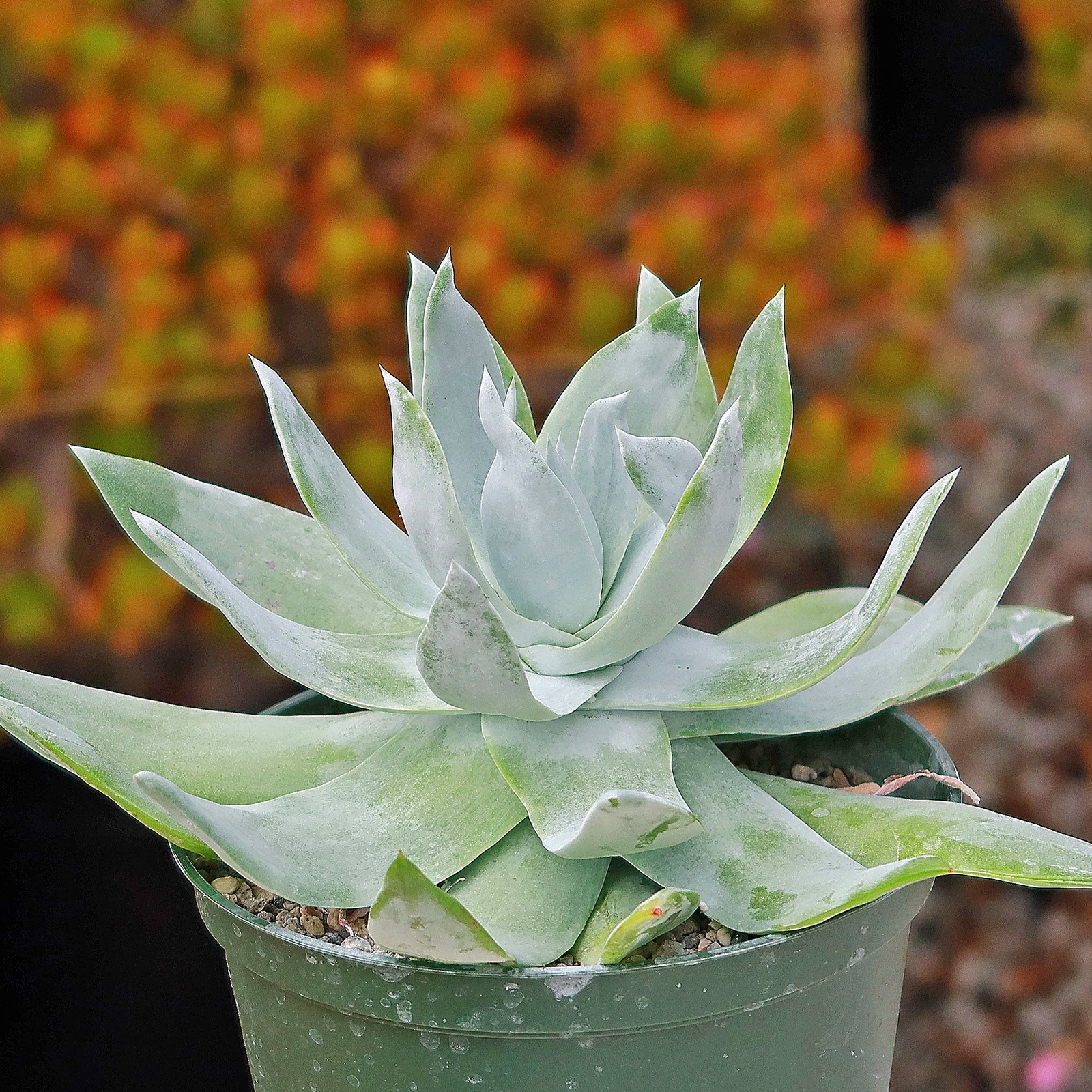 Giant Chalk Dudleya ‘Dudleya brittonii’ cactus Cacti Succulent real live plant