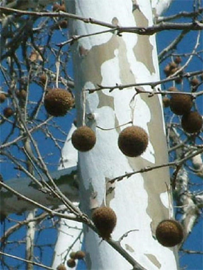 15-20” tall American Sycamore Tree – Platanus occidentalis 1 year old tree