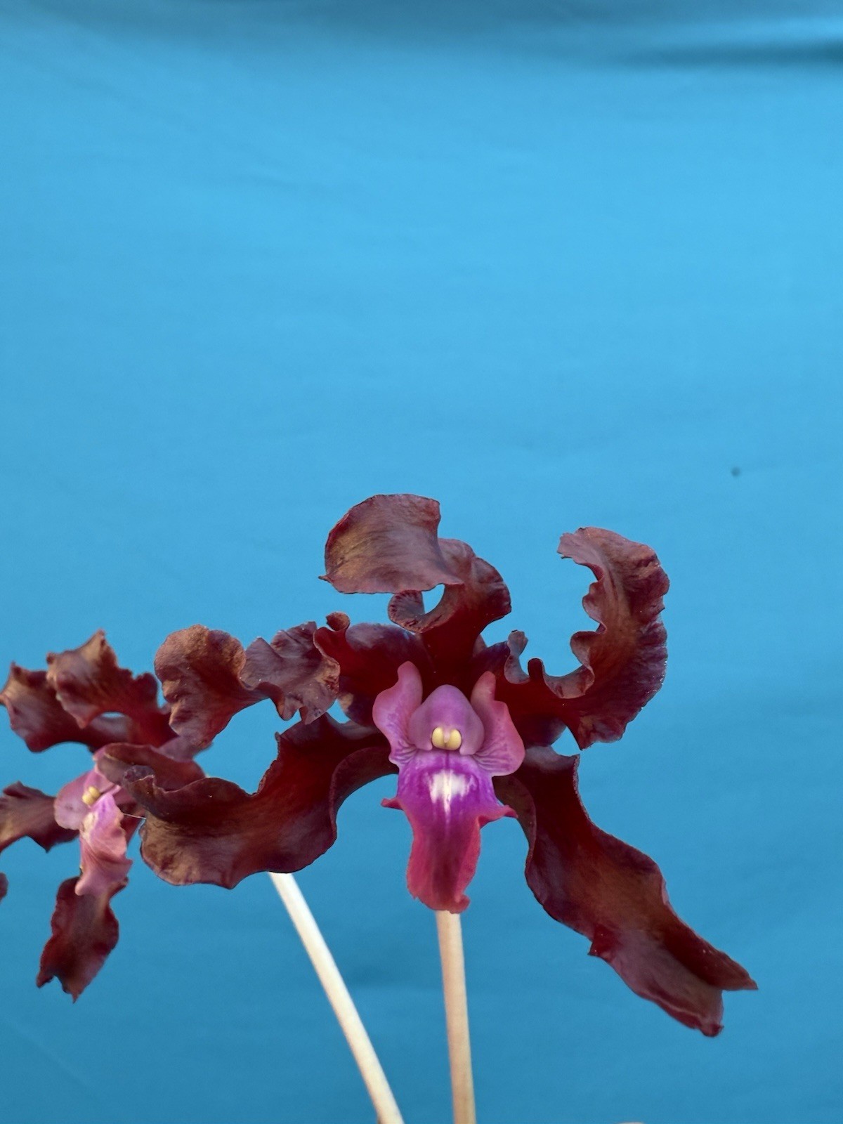 (Ltn Meadow Gold X Myl. Ruby Ray) X Cattleya Pacavia Orchid Eros 4” Pot