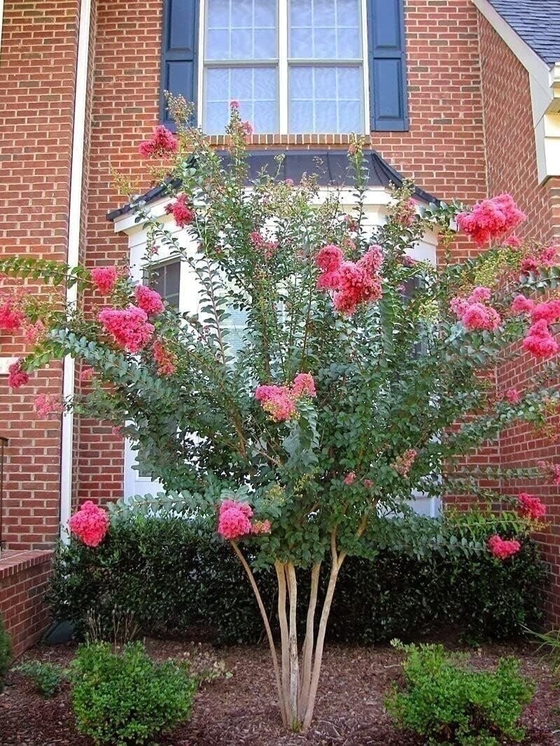 Crape Myrtle Tuscarora | 2 Inch | Lagerstroemia indica | Flowering Plant | Tree