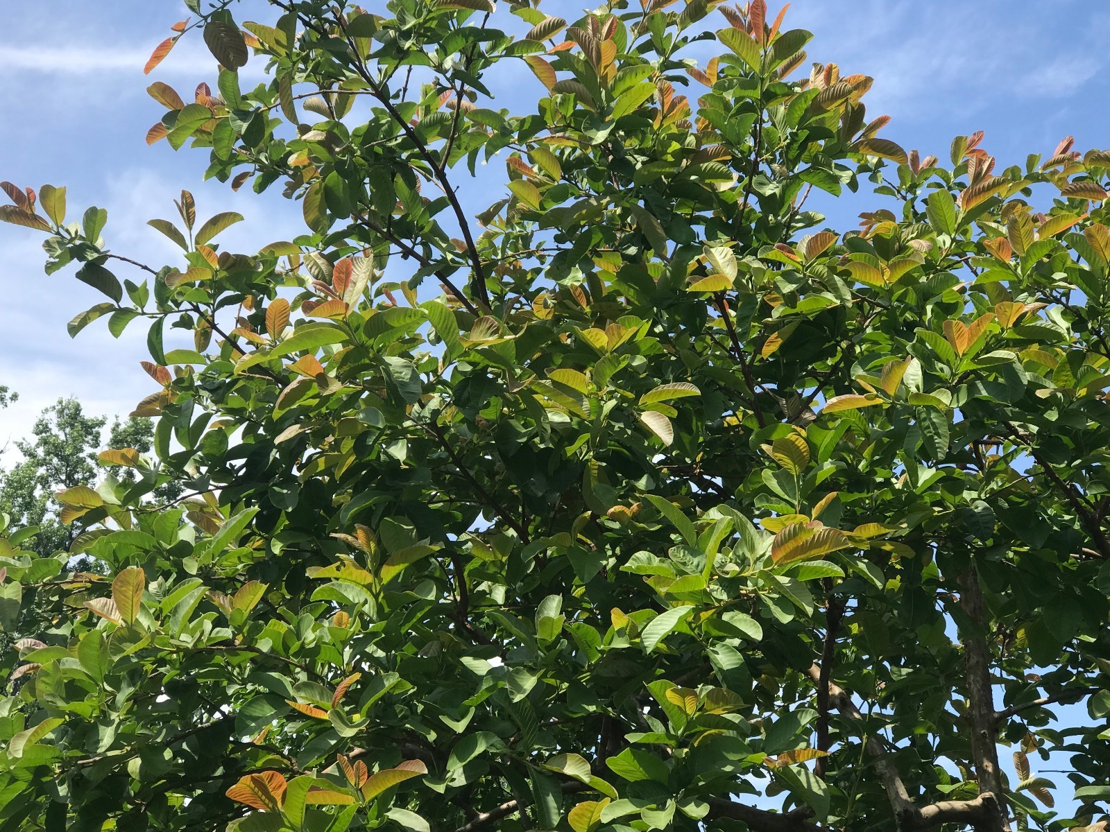 2 Rare Cream White Tropical Guava Fruit Tree Psidium Guajava Tree App 10-14″