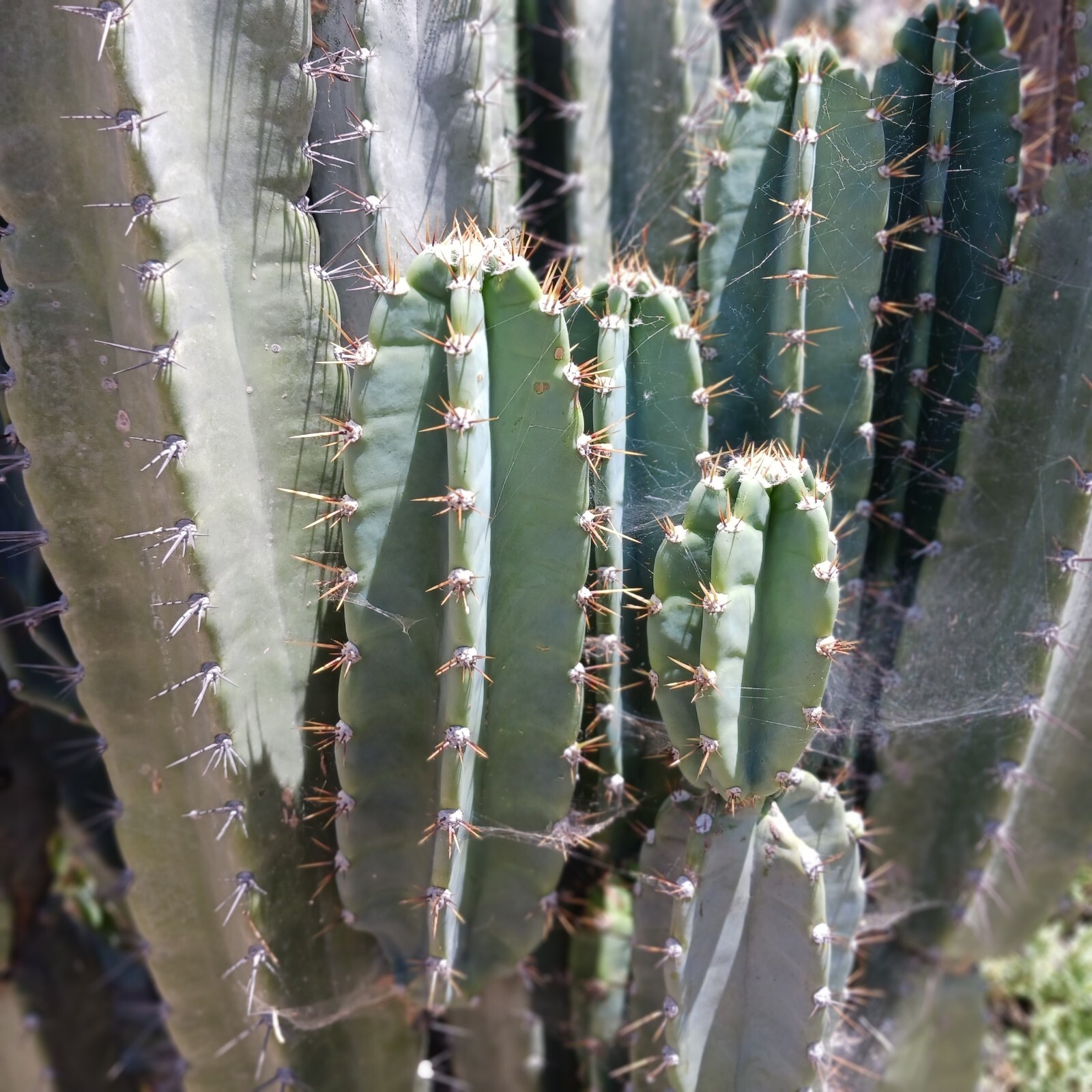 Cereus Peruvianus cutting (2 )Peruvian apple cactus cuttings 6-8 inches Tall.