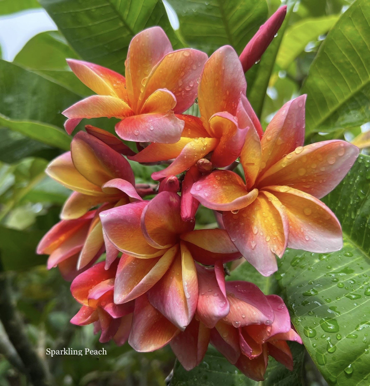 Mixed Thai Seeds bulk (Plumeria Kingdom)