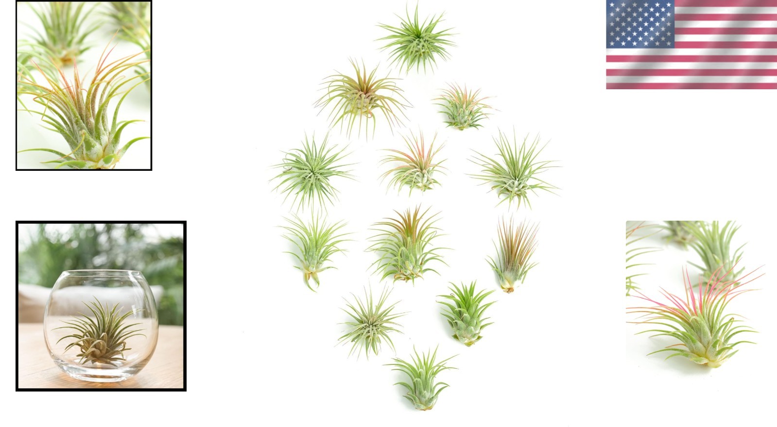 Pack of 12 Ionantha Air Plants – Stunning Assorted Colors Perfect for Any Décor