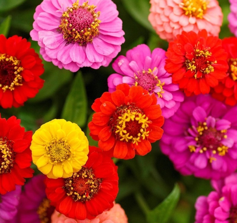 100+ Lilliput Mix Zinnia Seeds **Fresh Seeds** ~~Free Shipping~~