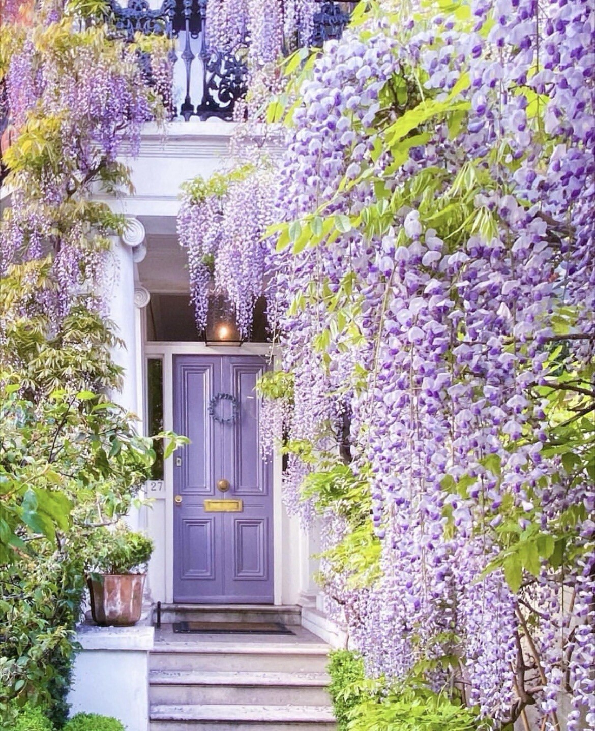 Blue Rain Wisteria seeds, high quality seeds with detailed growing instructions
