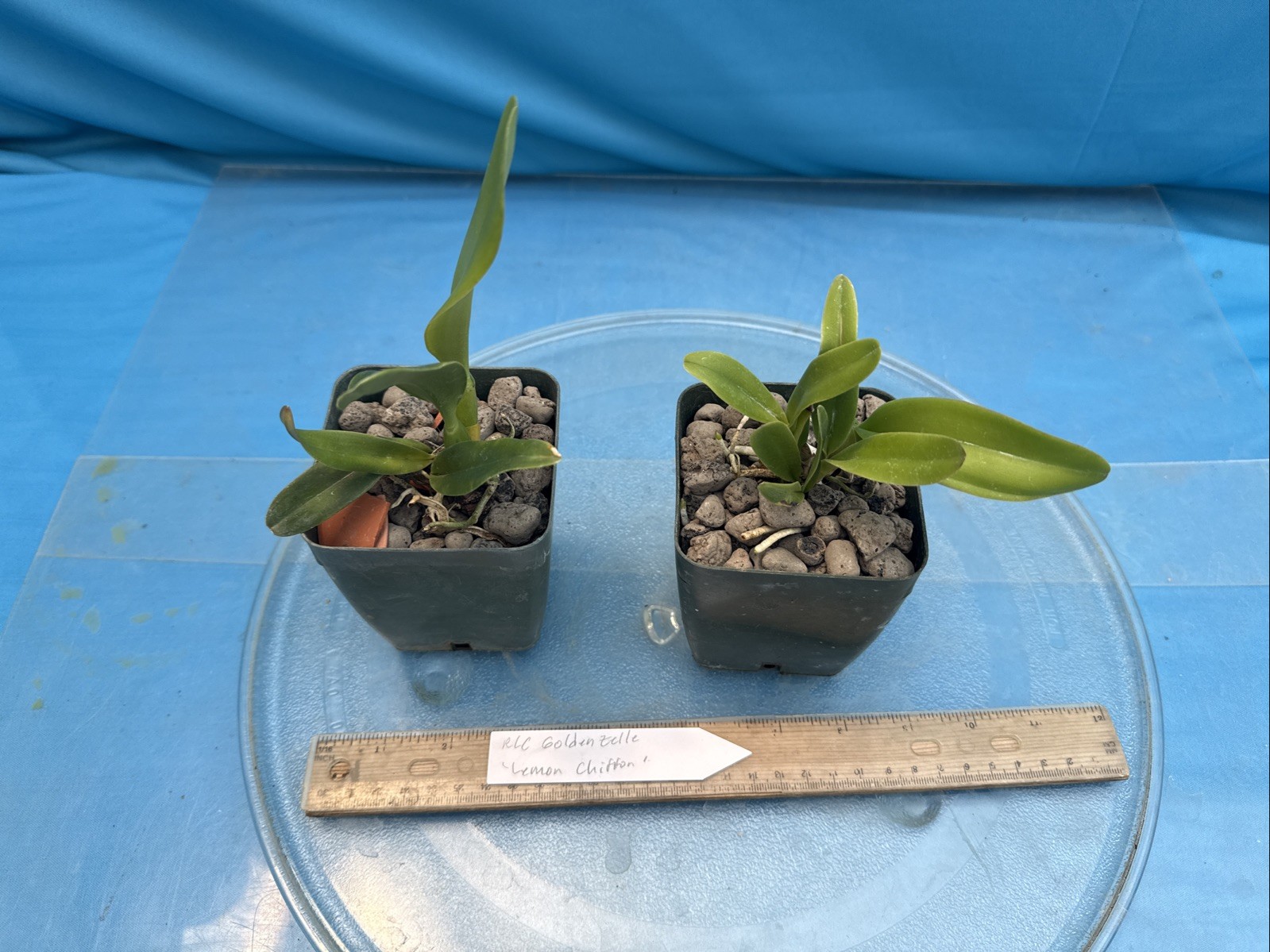 Cattleya Rlc Goldenzelle ‘Lemon Chiffon’ Fragrant Yellow Orchid Hybrid 4” RePot