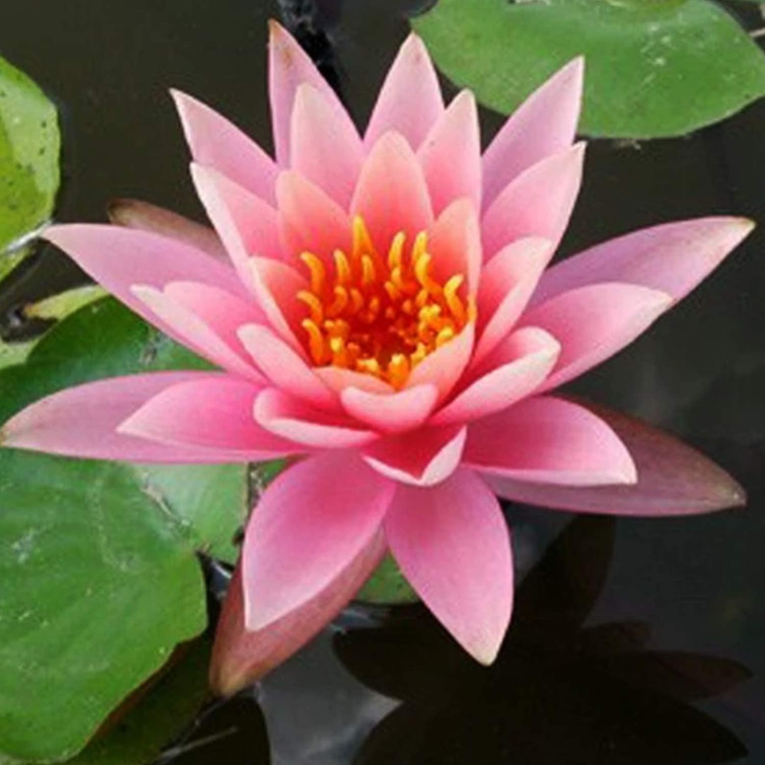 Pre-Grown Hardy Water Lily Tuber (Top 4 IWGS Award) Aquatic Pond Plant Garden As