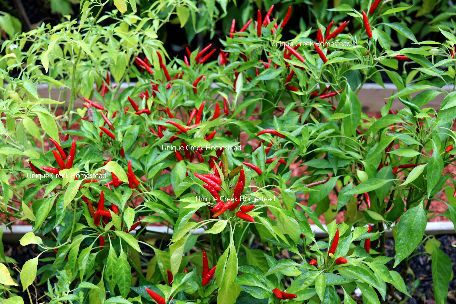 Red Hot Poinsettia Ornamental Spicy Chili Pepper Seeds Unique Creek Homestead