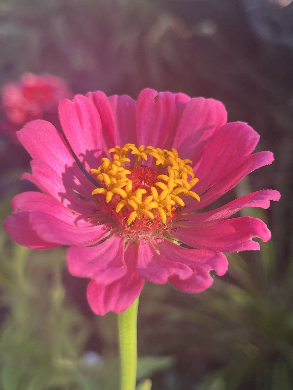 Garden Start Seed Variety Packs (PNW Native, Rare Exotic)
