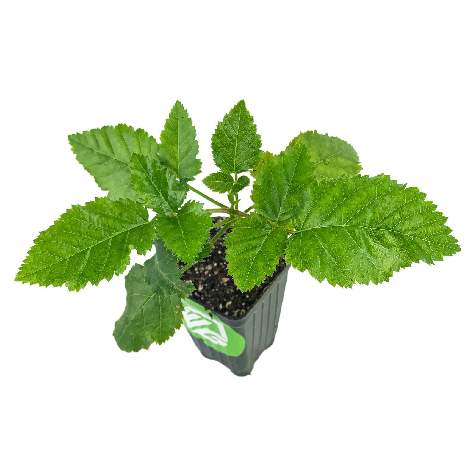 Prime-Ark Freedom Blackberry – Rubus – Live Plant