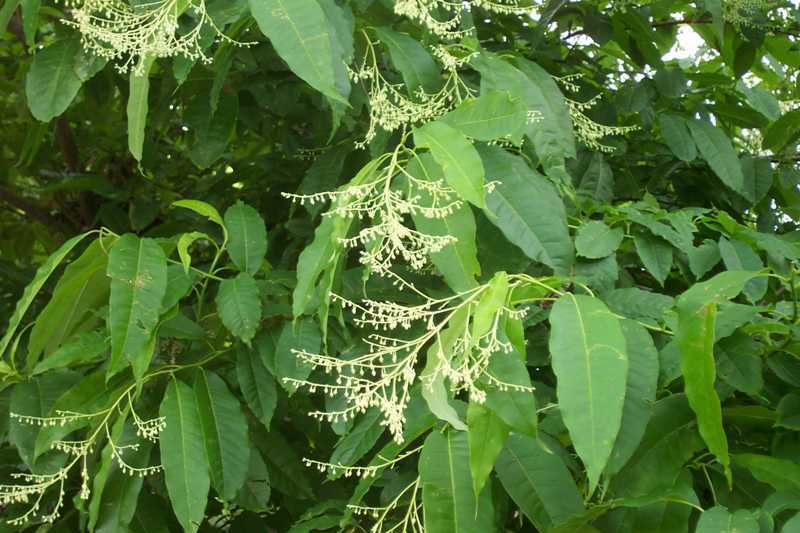 Lily of the Valley Tree, Oxydendrum arboreum, Seeds (Fall Color, Fragrant)