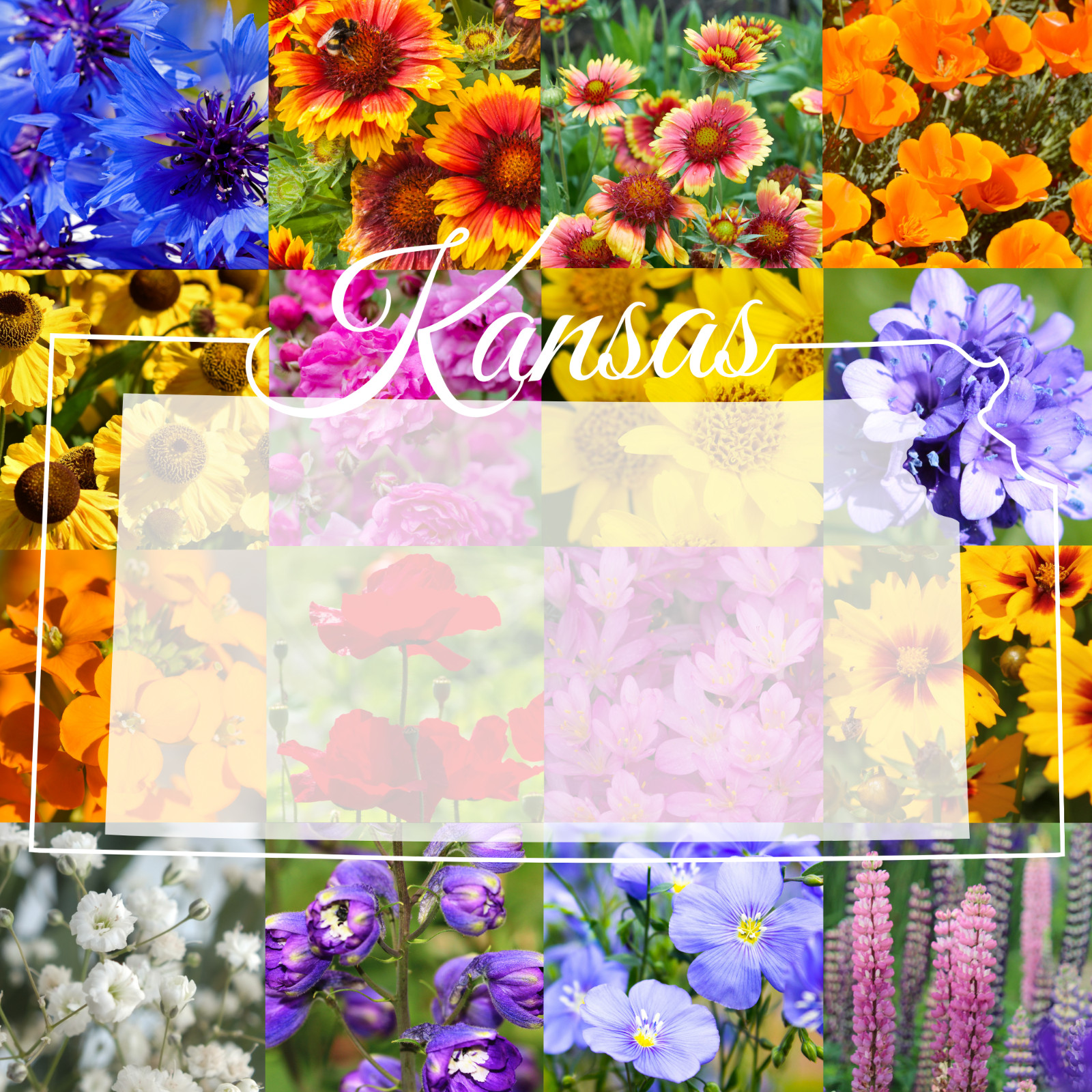 1 Pound Western Kansas Bulk Wildflower Seed Mix 1lb Covers 3,200sq-ft