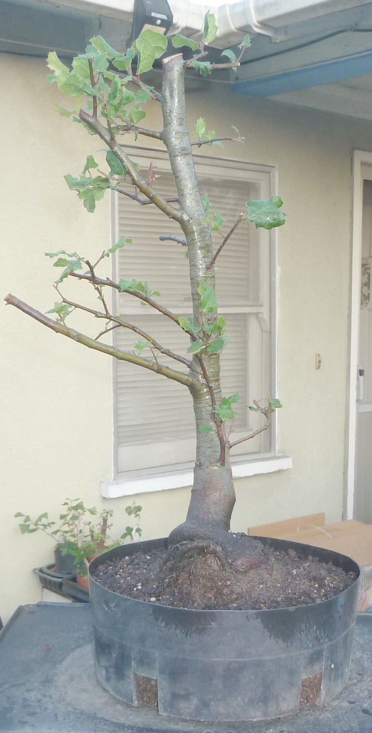 Coast Live Oak Pre Bonsai Kifu Dwarf Fat Trunk Nice Nebari Quercus agrifolia
