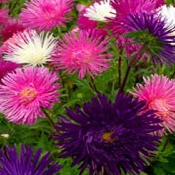 100 Aster Seeds Callistephus Tall Needle Unicom Mix FLOWER SEEDS