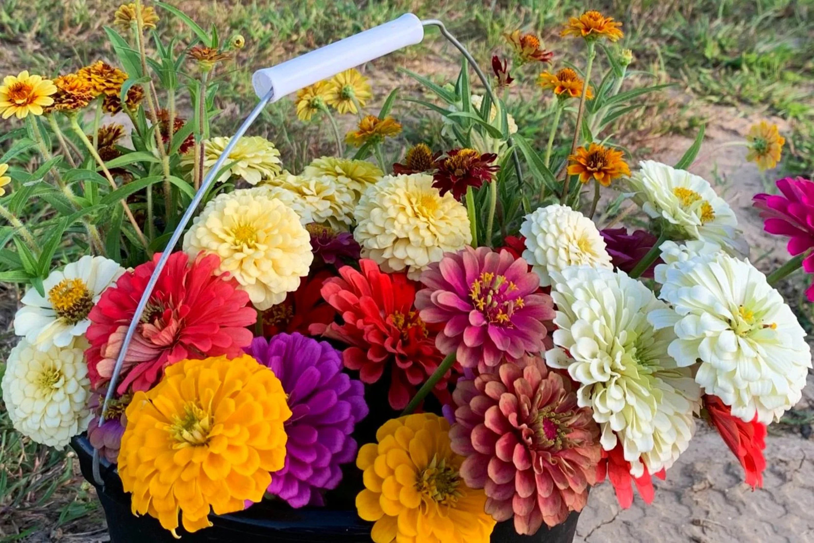 California Giant Mix Zinnia Seeds | Huge Rainbow Multi Colorful Flower Seed 2024