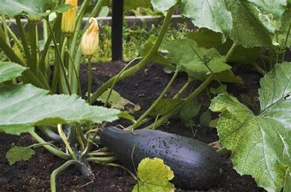 Zucchini Seeds Black Beauty Zucchini Seeds, “COOL BEANS N SPROUTS” Brand.