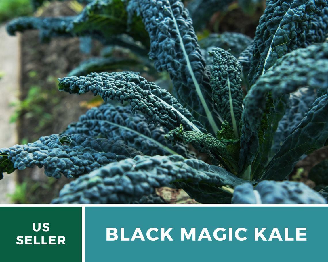 Kale, Black Magic – 100 Seeds – Sow Spring/Summer – NonGMO (Brassica oleracea)