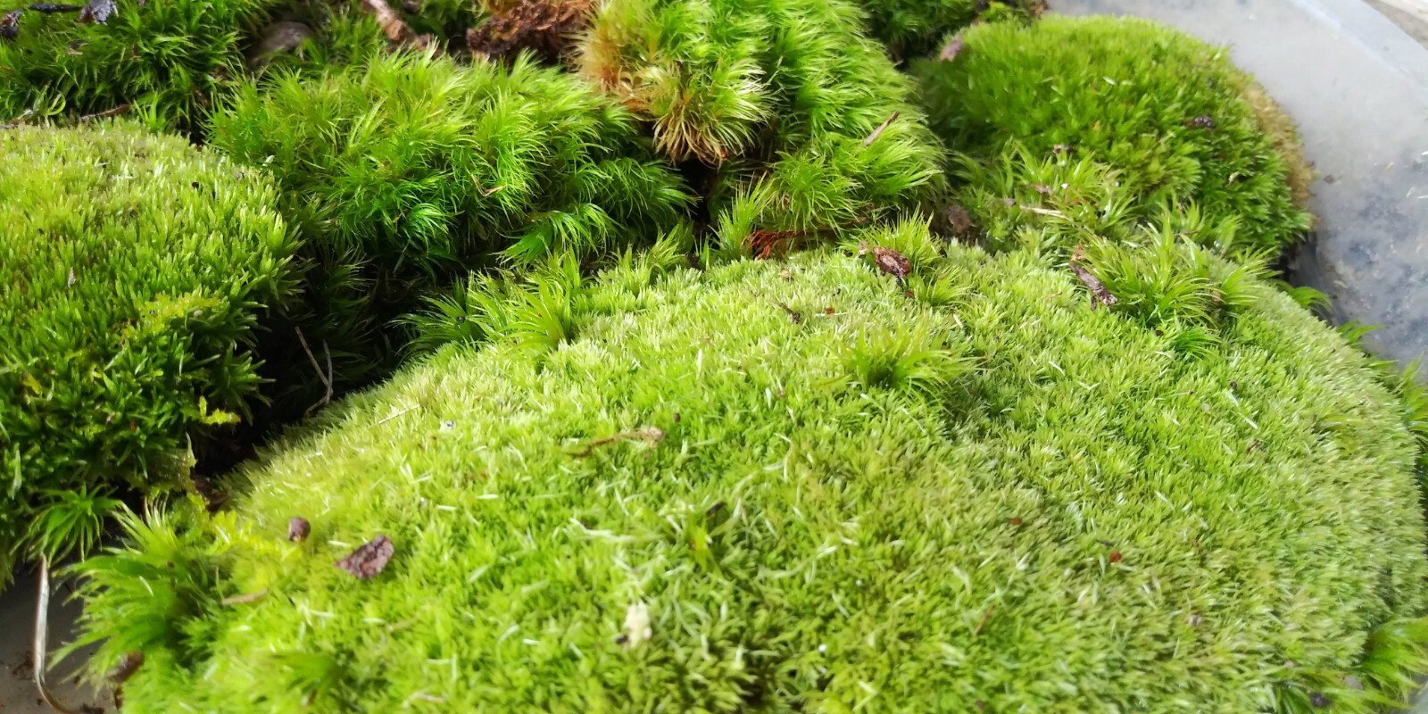 10 QUART Bags Full Kentucky Live Mix Cushion, Mood & Fern Moss Assortment