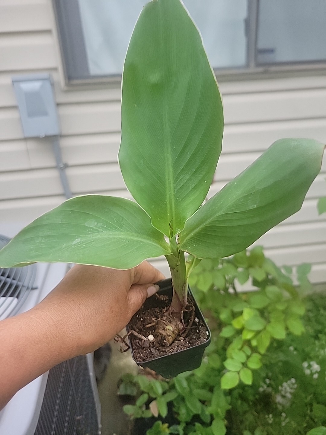 TROPICANNA CANNA Tropical orange blooms well rooted, Ships In Pot