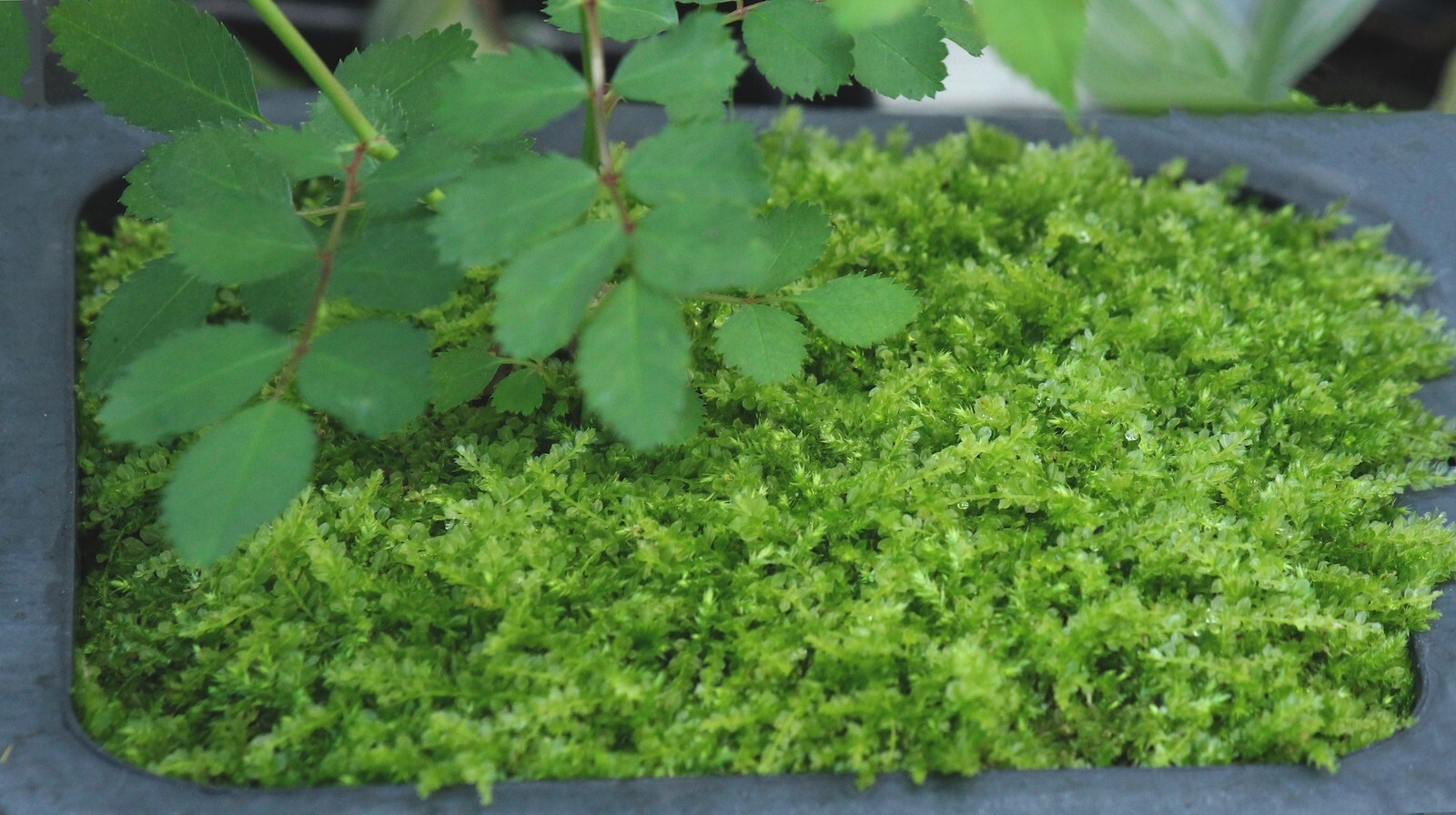 Plagiomnium clear jewel Moss cultivated – Live 1 piece 2×2″ terrarium/vivarium