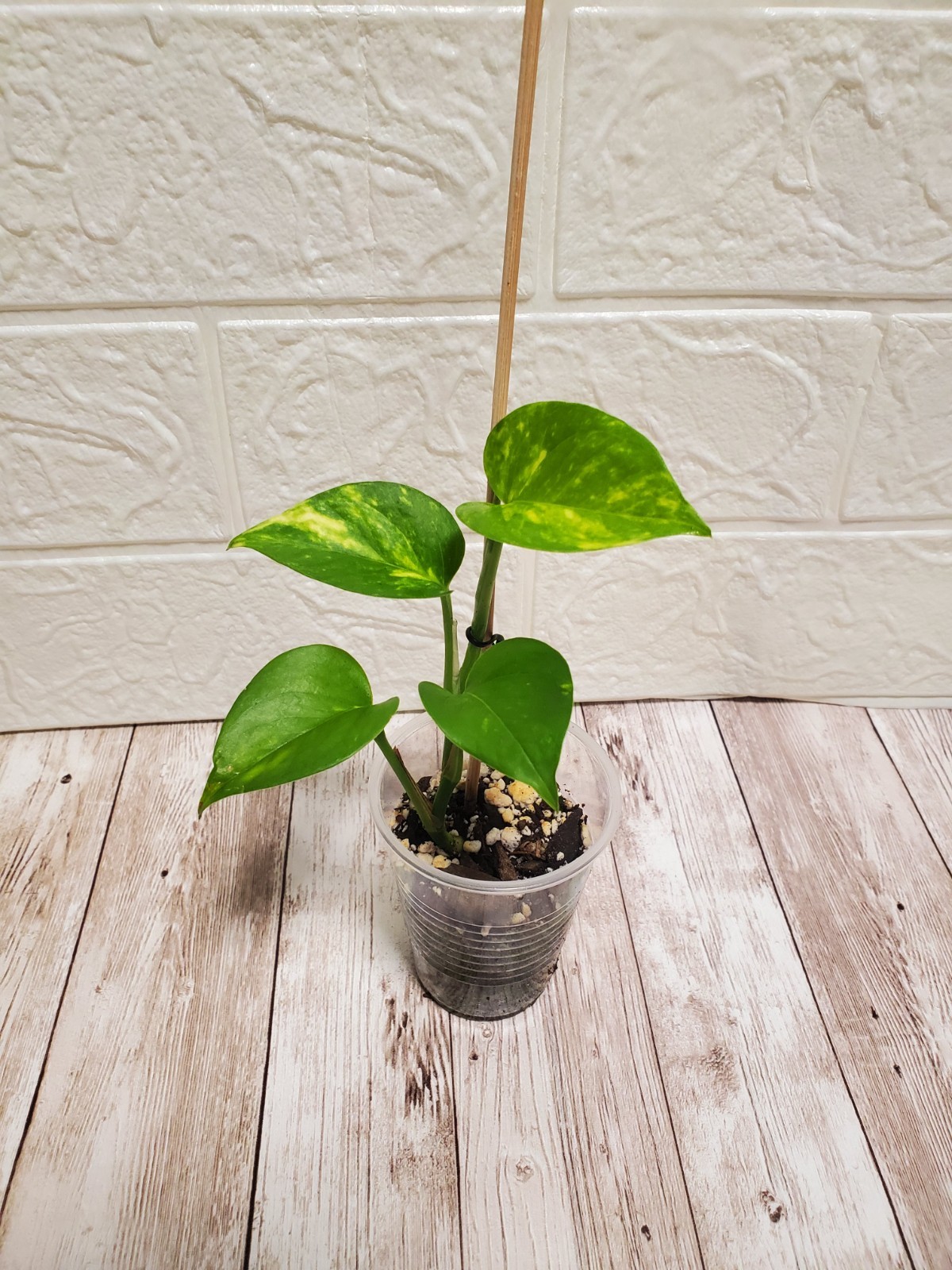 🪴Hawaiian Pothos Live Rooted Starter Plant GIANT form highly Variegated