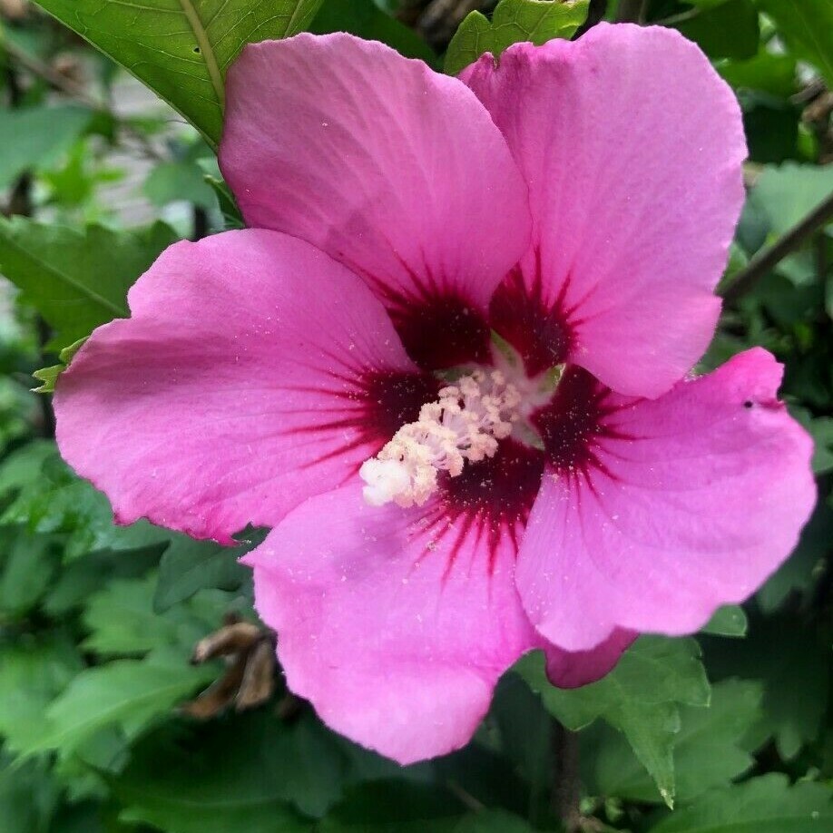 (Rose Of Sharon) Hibiscus Live Plant with Roots