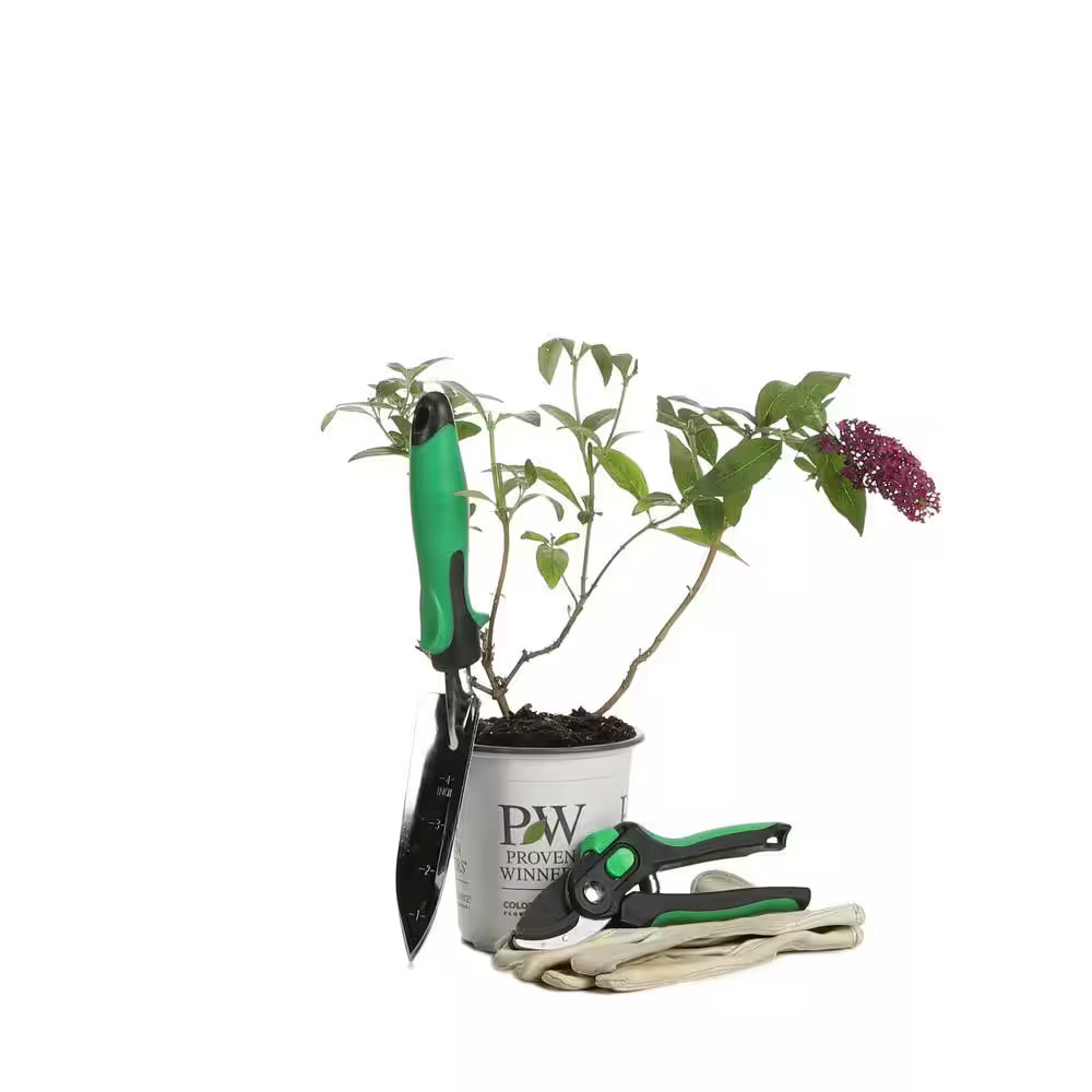 4.5 In. Qt. Miss Violet Butterfly Bush (Buddleia) Live Shrub, Purple Flowers