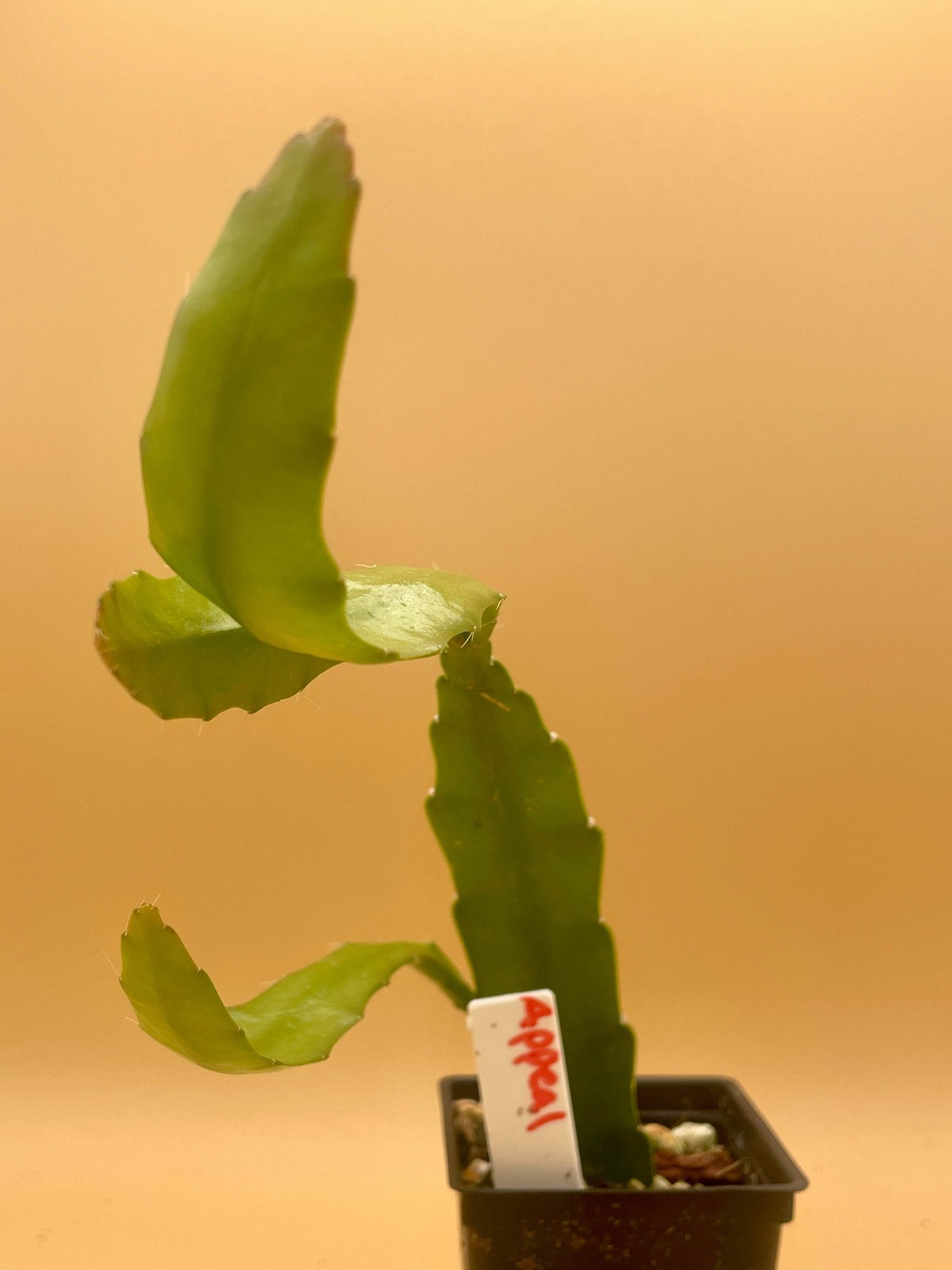 Epiphyllum Hybrid ‘Appeal’ Fully-Rooted Starter Pot –