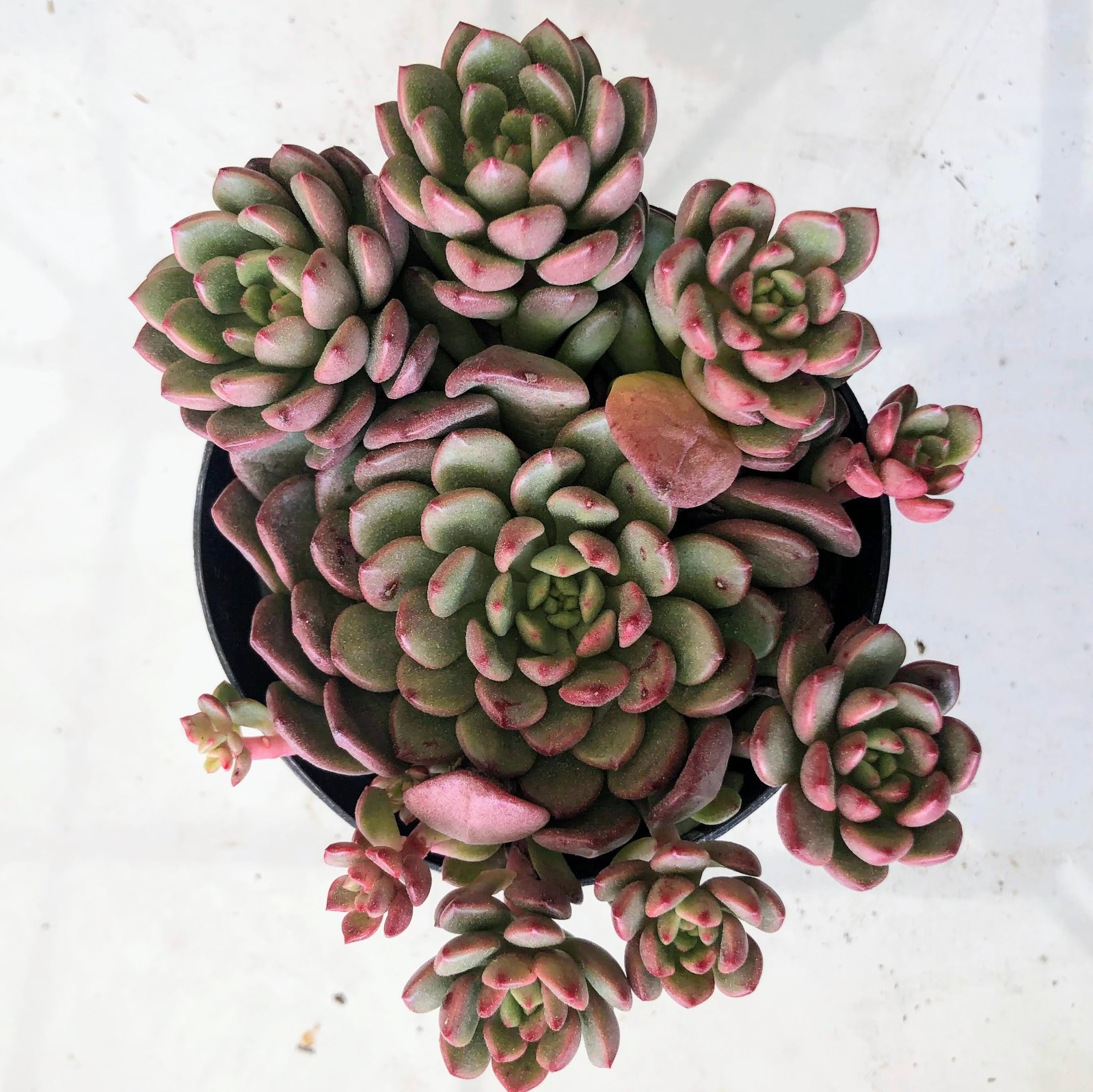 Echeverias 4 Variety– Each in 2″ or 4″ Pots Rosette, Vibrant Drought Succulents