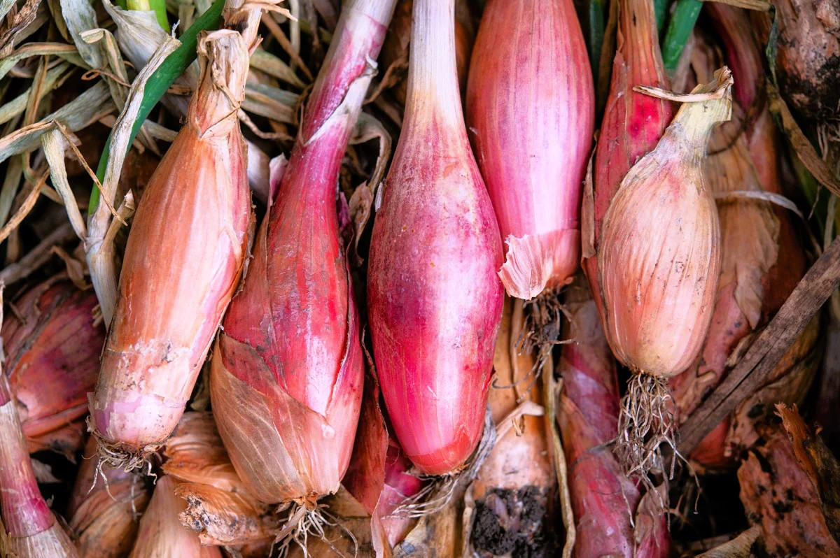 Zebrune Shallot Seeds – For 2026 Planting Heirloom Gourmet French Pink Banana