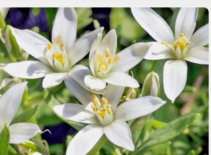 Star of Bethlehem Ornithogalum Umbellatum Perennial Spring Flowers 25+ Bulbs