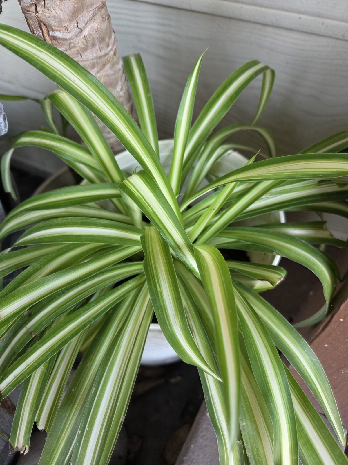 3 Spider Plants Rooted Easy To Care, Fast Growing