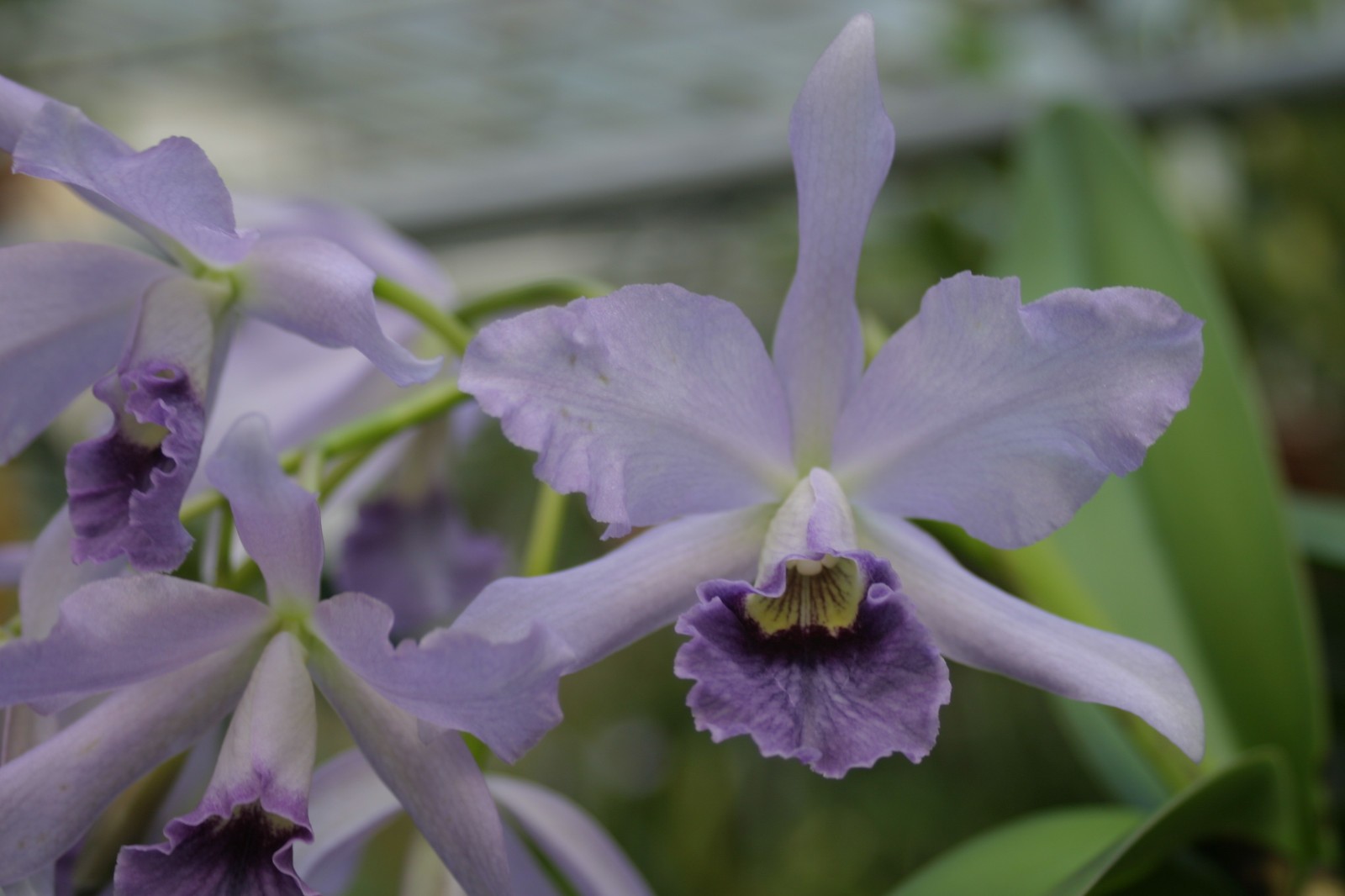 C. Hailstorm coerulea `Clyde’ Original Division Cattleya Orchid Plant