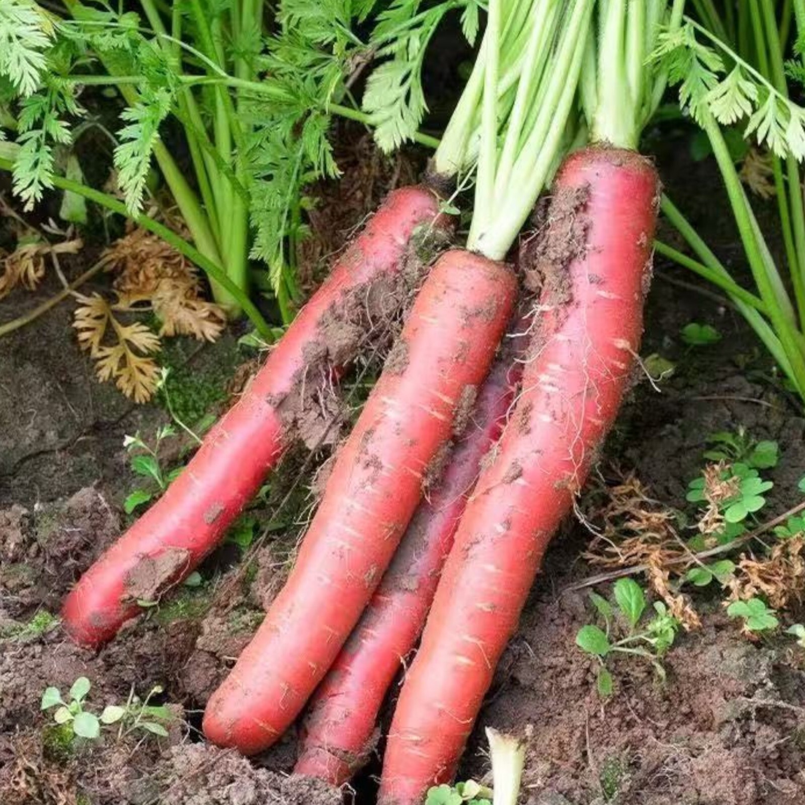 Red Fruit Carrot Seeds – 1000 Seeds – Non-GMO Heirloom Root Vegetable