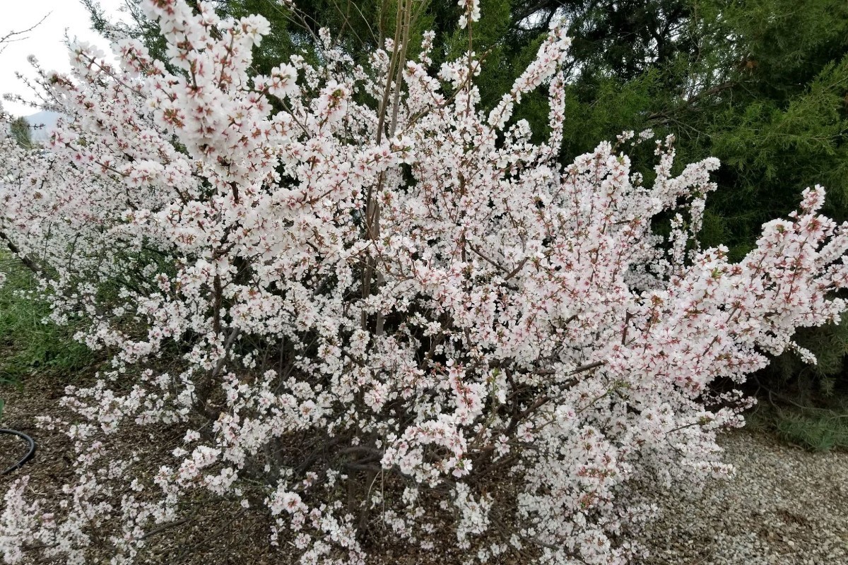 1 Nanking White sweet bush cherry plant. Zones 2-7. Not self. IAN, JULES or GABE