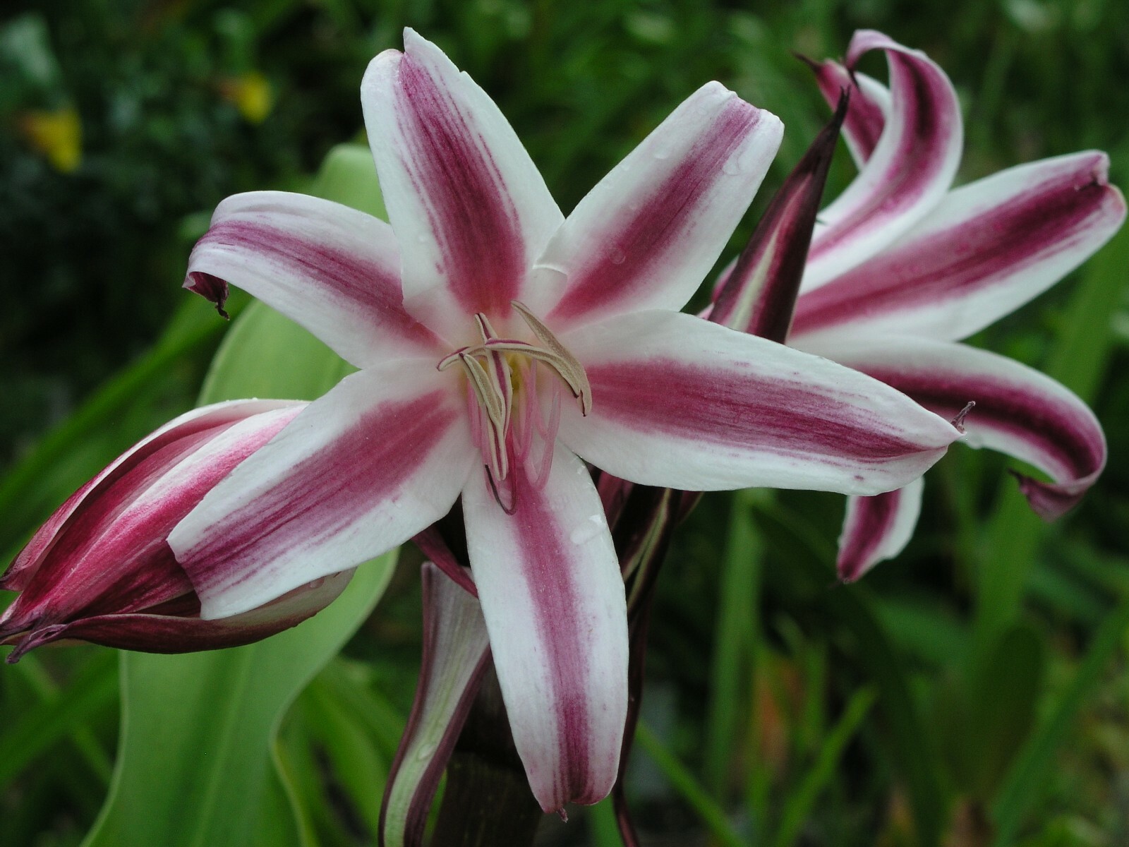 Crinum Lily, Zeylanicum, species, medium-size bulb, NEW
