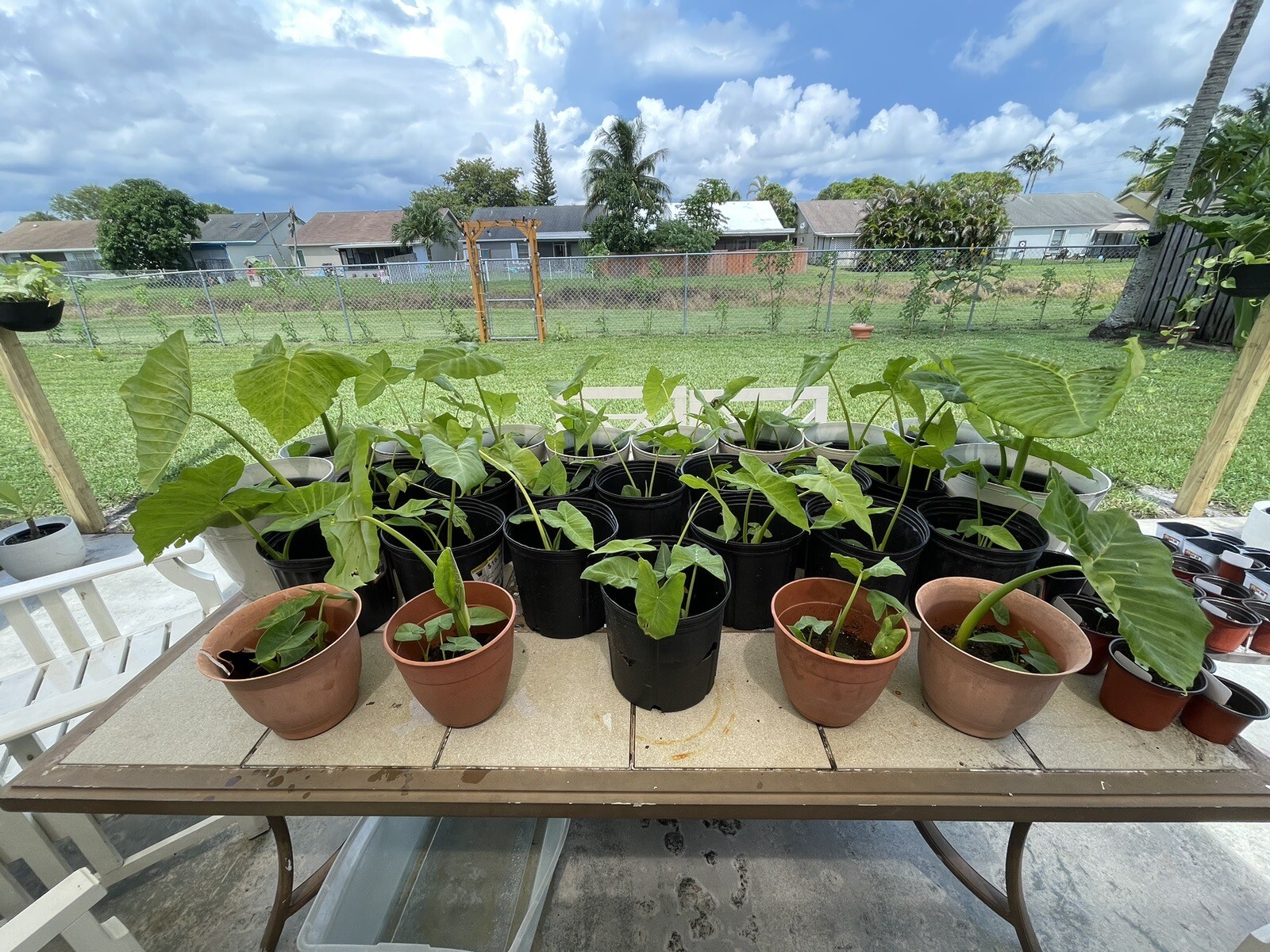 “Giant Taro” Colocasia Elephant Ear Plant 20 Bare Root Guaranteed Growth