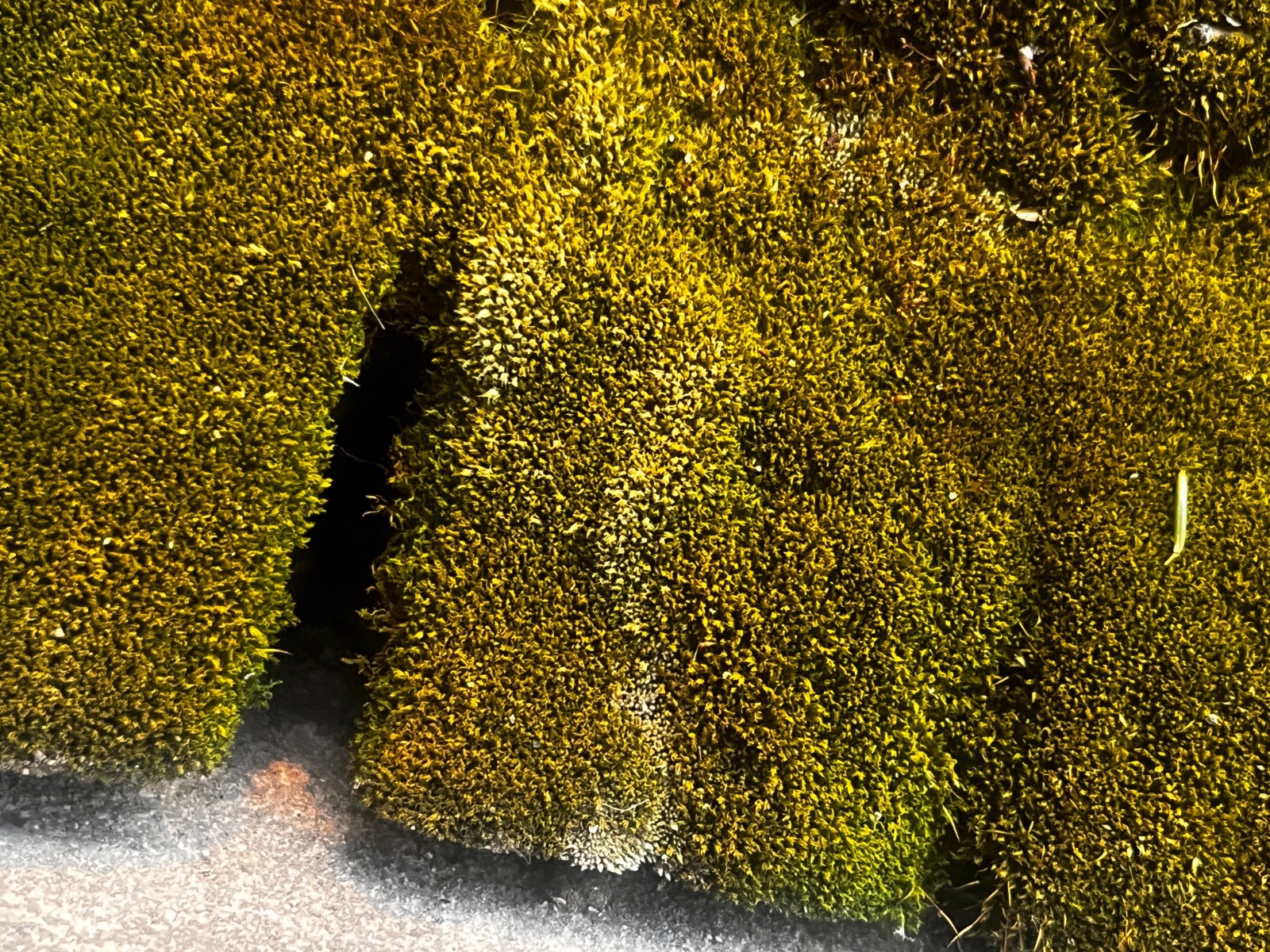 Live Silvergreen Bryum Moss 2×2 inches