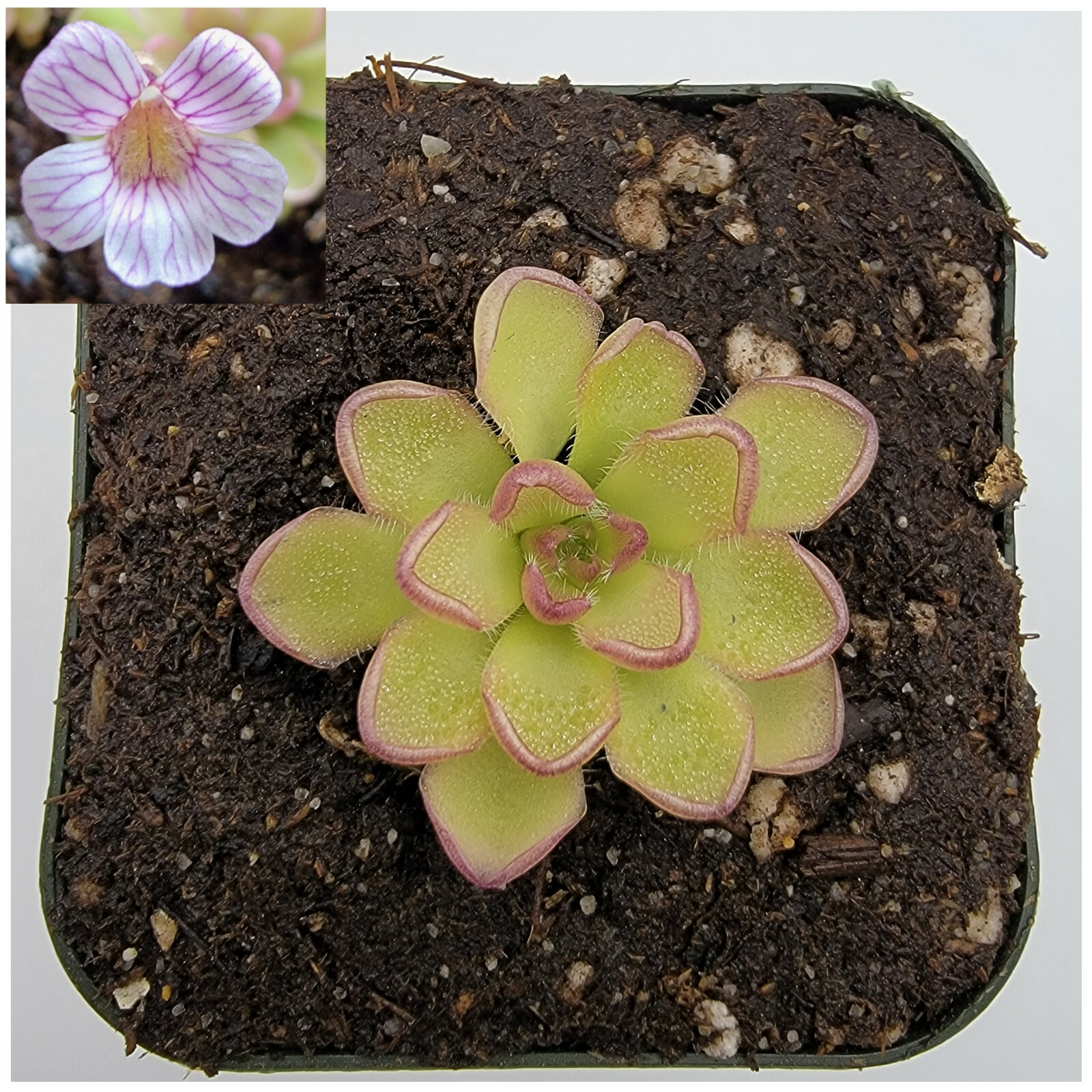 Pinguicula kondoi – Carnivorous Plant – Butterworts