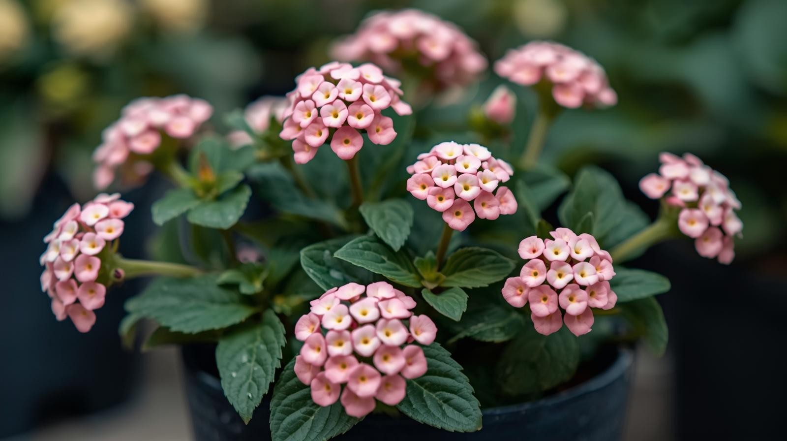 Lantana ‘Blush Pink’ (Rooted Starter Plant) BUY 2 GET 1 FREE