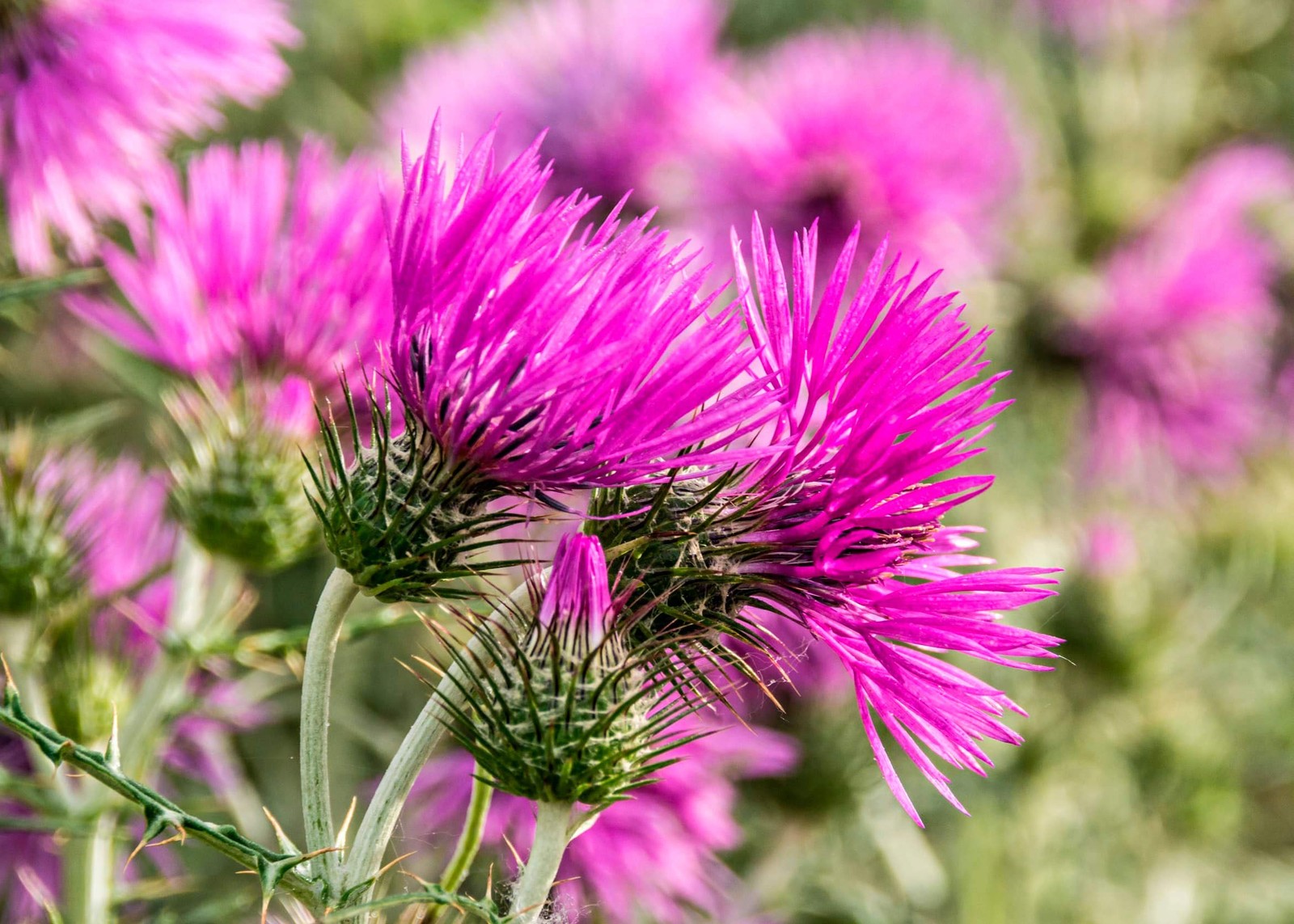 Milk Thistle Seeds – Non-GMO, Heirloom, Purple Variety for Health Benefits