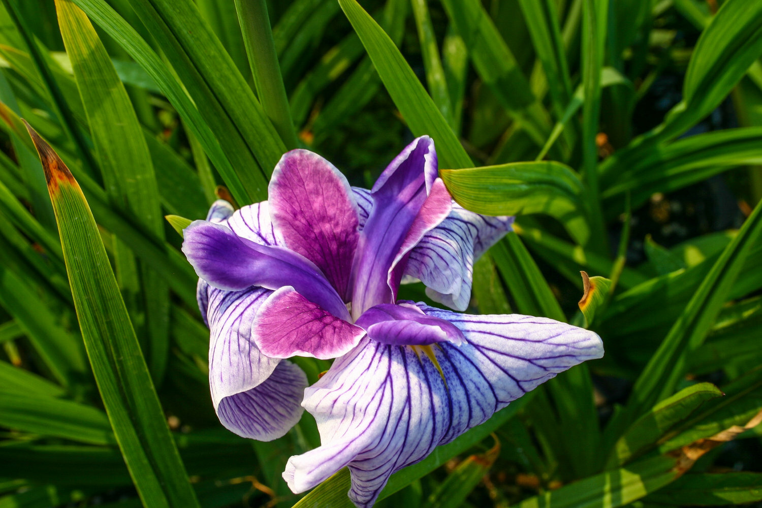 Live White/Violet Flower Japanese Iris Kaempferi Aquatic Marginal Pond/Bog Plant