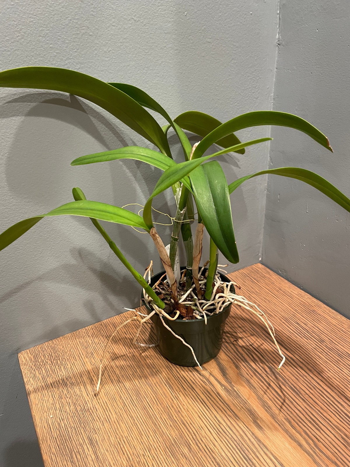 C. Hailstorm coerulea `Clyde’ Original Division Cattleya Orchid Plant