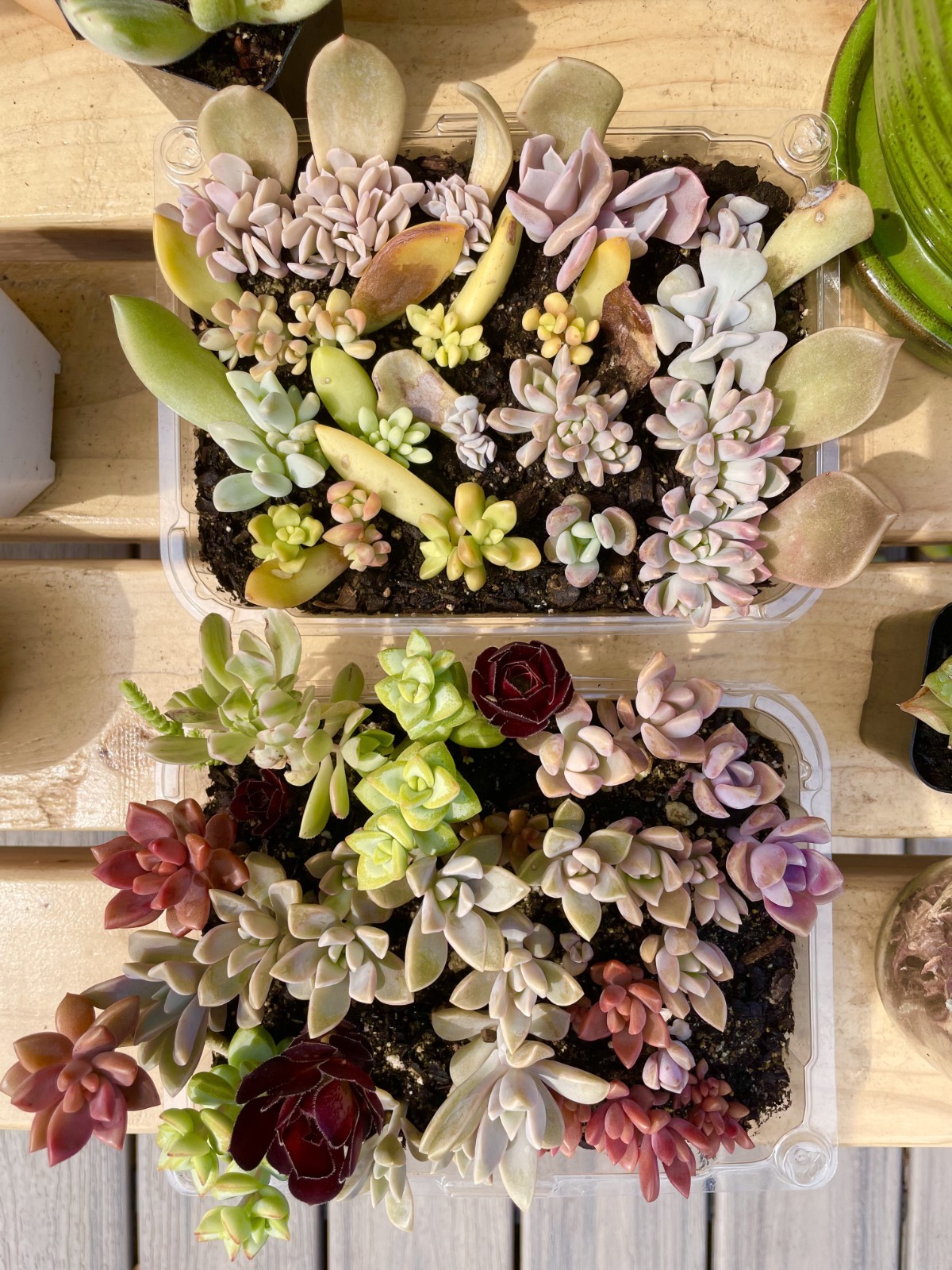 20 Succulent Plants Leaves for Propagation Assorted Variety Starter for Beginner