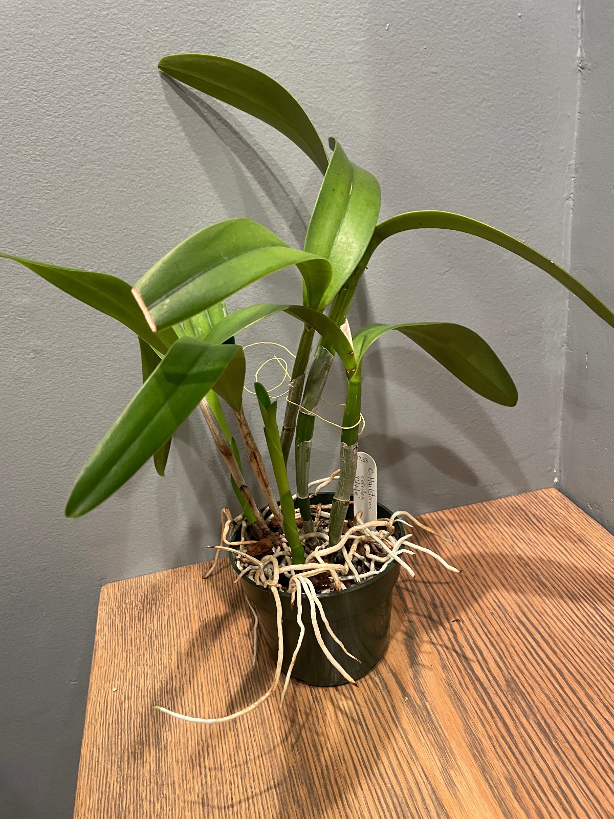 C. Hailstorm coerulea `Clyde’ Original Division Cattleya Orchid Plant